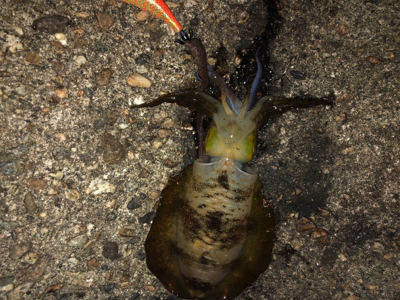 連夜のエギング