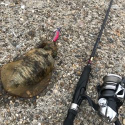 釣行30分で良型アオリ2杯GET *\(^o^)/*