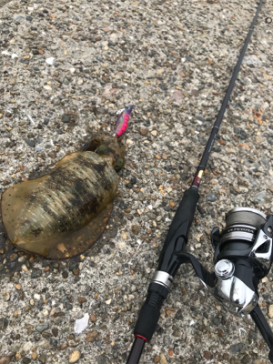 釣行30分で良型アオリ2杯GET *\(^o^)/*