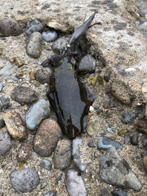 遅生まれってやつかな