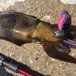 タチウオとアオリイカ