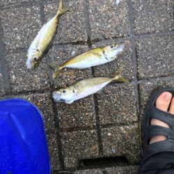 大きなアジが釣れた