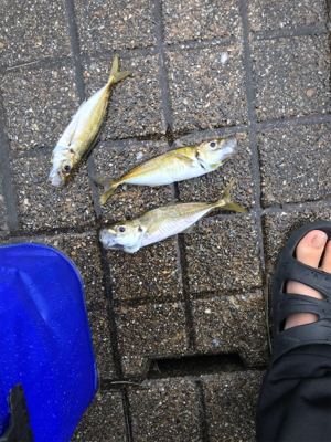 大きなアジが釣れた
