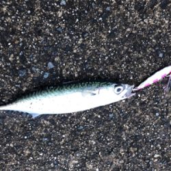 4目達成！満足釣行！