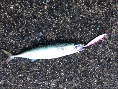 4目達成！満足釣行！