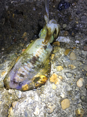 連日のアオリ釣り(^｡^)