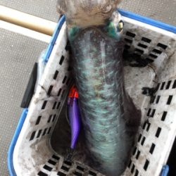 ティップランで数釣り