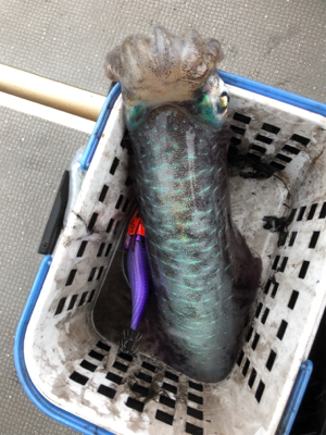 ティップランで数釣り