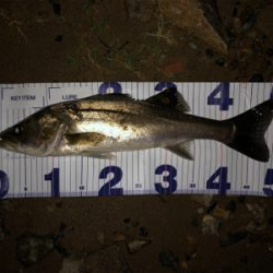 たぶん居るのに