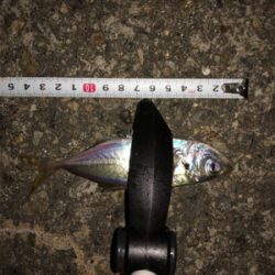 仕事帰りアジング♫