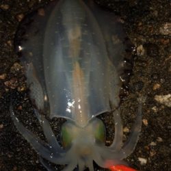 小雨の中エギング