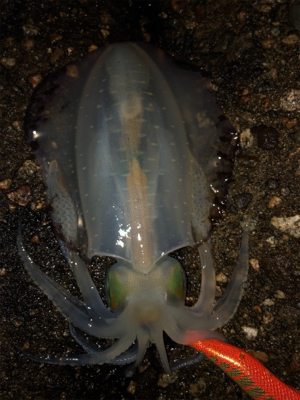 小雨の中エギング