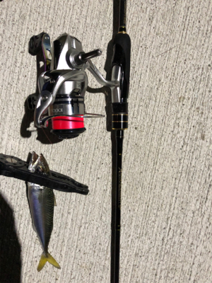 アジング 良型連発