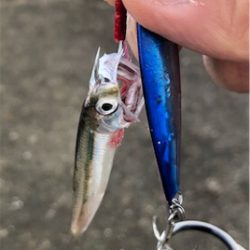 超絶やらかしました、、、