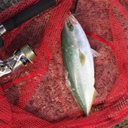 タチウオ ハマチ