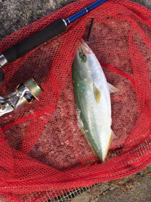 タチウオ ハマチ