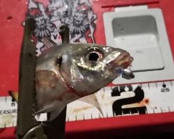 アジング練習 41