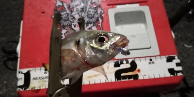 アジング練習 41