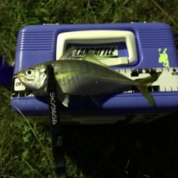 アジを求めて⑩