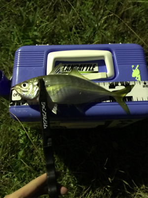 アジを求めて⑩