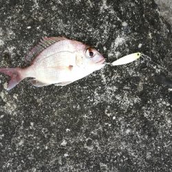 アオリイカ・メッキ・チャリコ