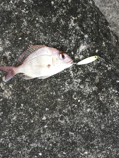 アオリイカ・メッキ・チャリコ