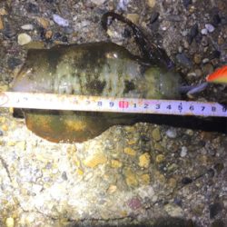 安物エギでもアオリGET (^^)