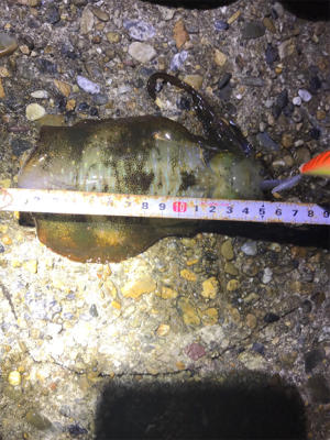 安物エギでもアオリGET (^^)