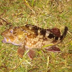 アジンガー1807〜1852