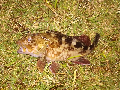 アジンガー1807〜1852