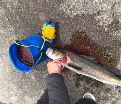 ポーアイ沖　釣果ぼちぼちも渋め