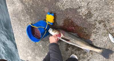 ポーアイ沖　釣果ぼちぼちも渋め
