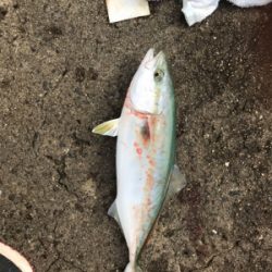 西宮で五目達成