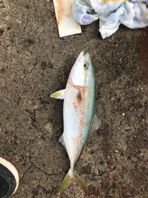 西宮で五目達成