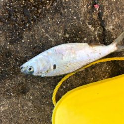 息子とサビキ釣り