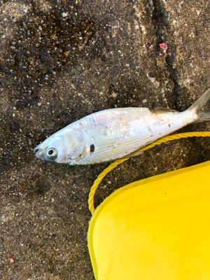 息子とサビキ釣り