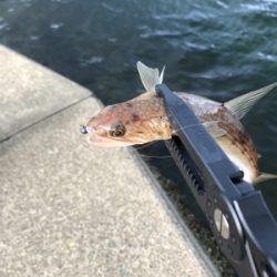 アオリイカを求めて⑨