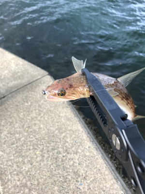 アオリイカを求めて⑨