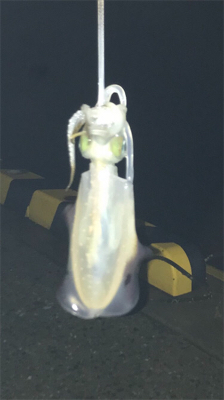 連休妻と釣り旅行