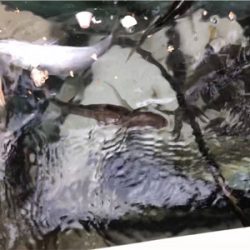 大阪湾奥でアジ釣り♪