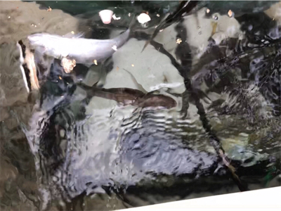 大阪湾奥でアジ釣り♪