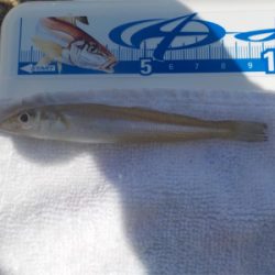 投げ釣りのエース登場