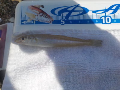 投げ釣りのエース登場