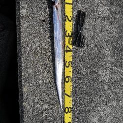 連戦でやっと2匹