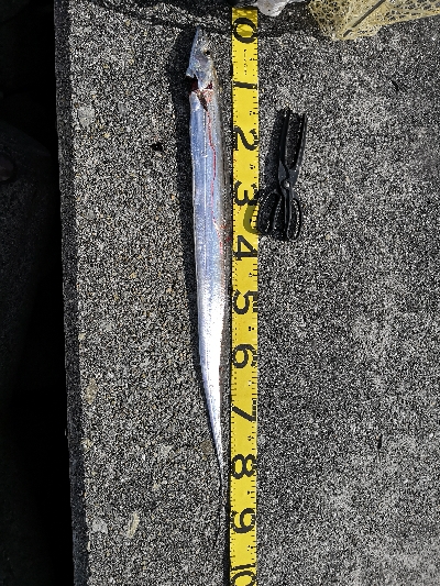 連戦でやっと2匹