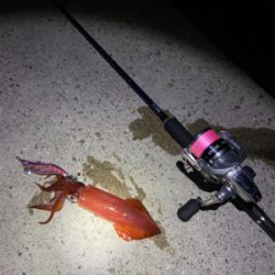 淡路島東側ランガン