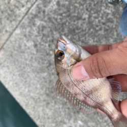 チャリコ4ひきフグいっぴき