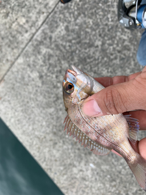 チャリコ4ひきフグいっぴき