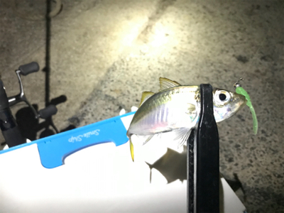 アジング最高記録