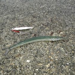 ベイトは多いが